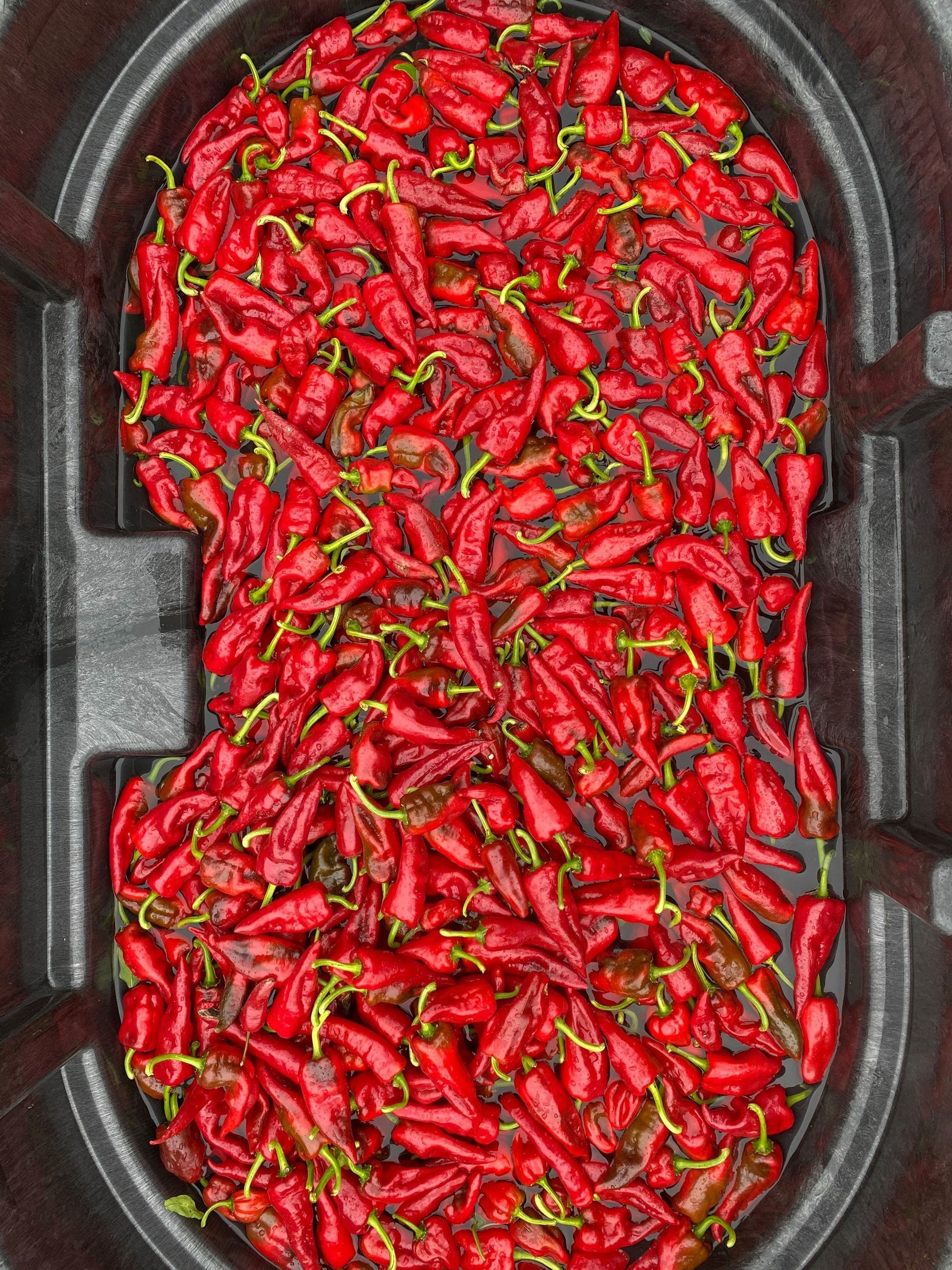 Tesuque peppers in wash tub