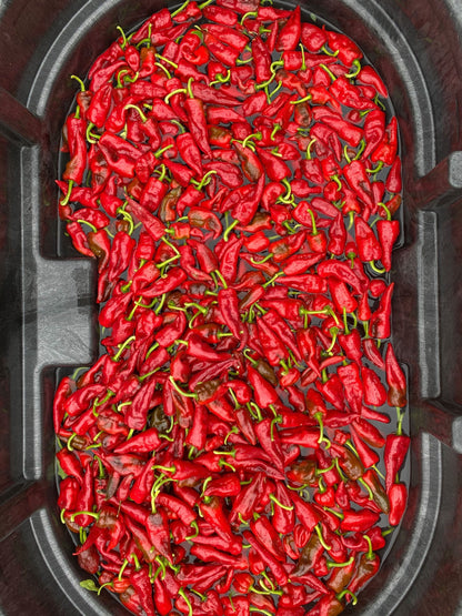 Tesuque peppers in wash tub